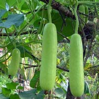 Bottle gourd