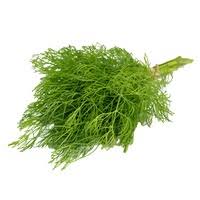 Dill