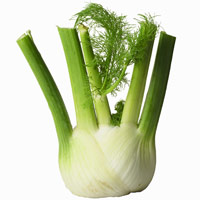 Fennel