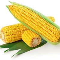 Maize(Corn)