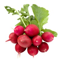 Radish