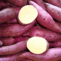 Sweet Potato